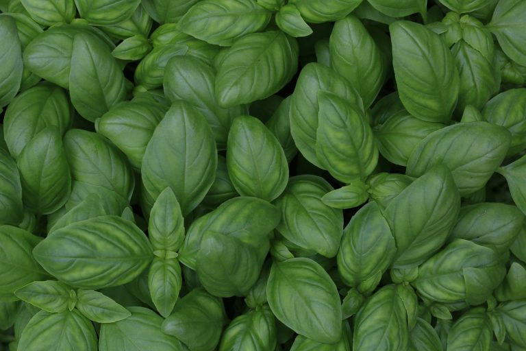 Why your indoor farm basil is leggy — and the 30-second fix nobody mentions