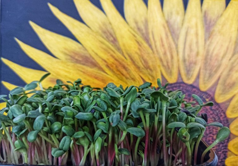 How To Grow Microgreens in 10 days: the £15 setup that earns its place on a kitchen counter