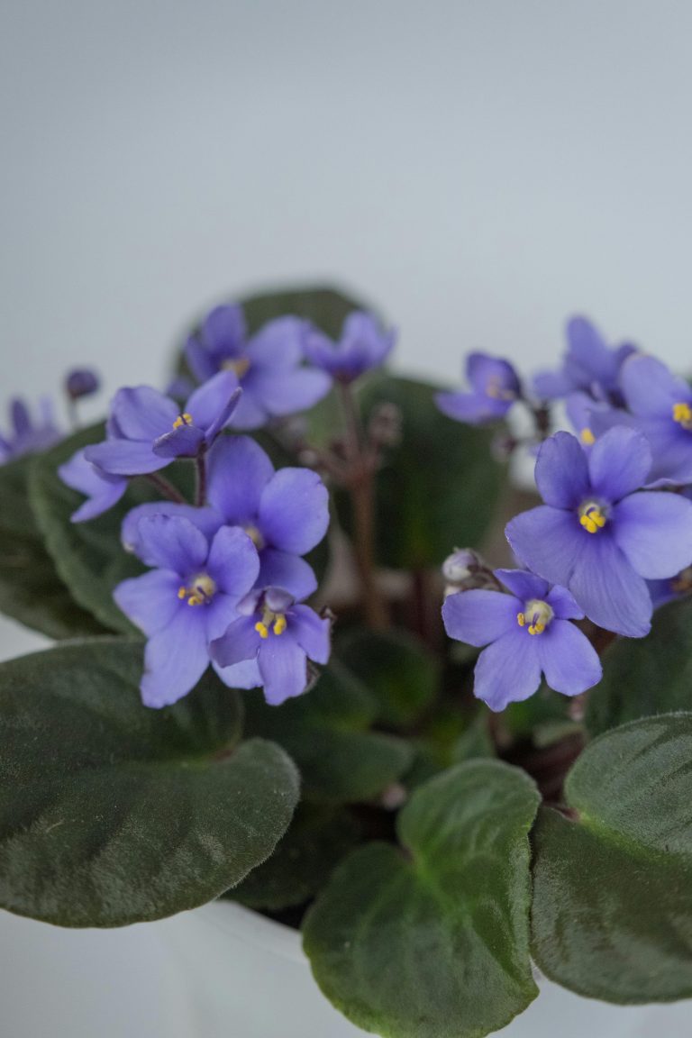 African Violet (Saintpaulia ionantha)