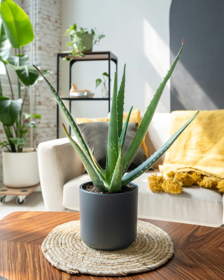 Aloe Vera (Aloe barbadensis miller)