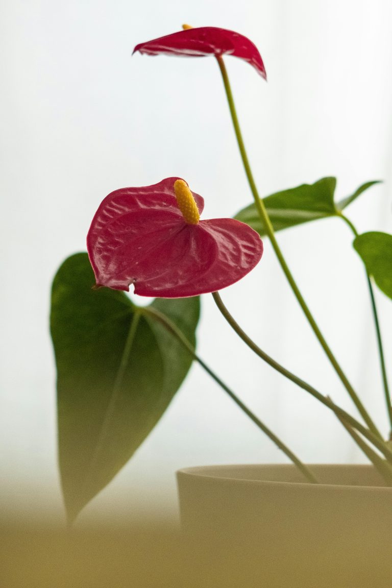 Anthurium (Anthurium andraeanum)