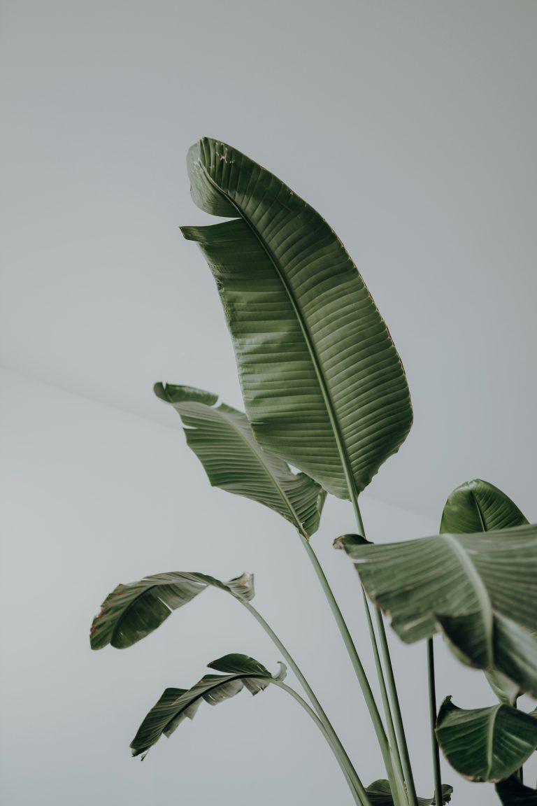Banana Plant (Musa spp.)