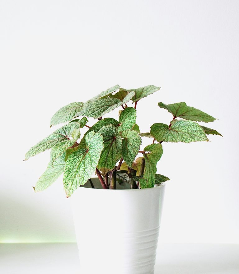 Begonia (Begonia rex)