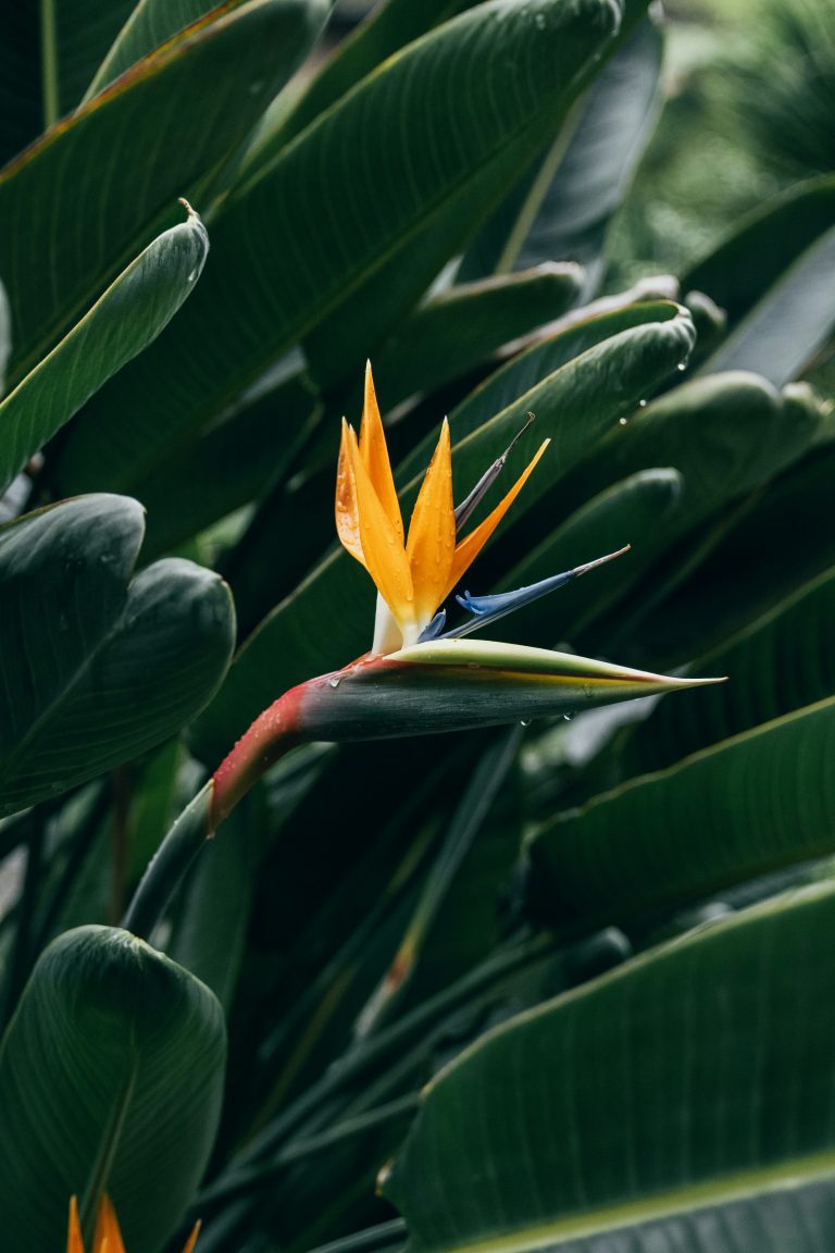 Bird of Paradise (Strelitzia reginae)