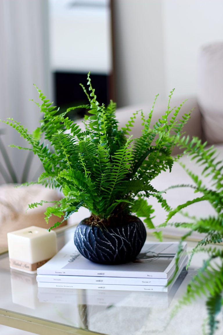 Boston Fern (Nephrolepis exaltata)