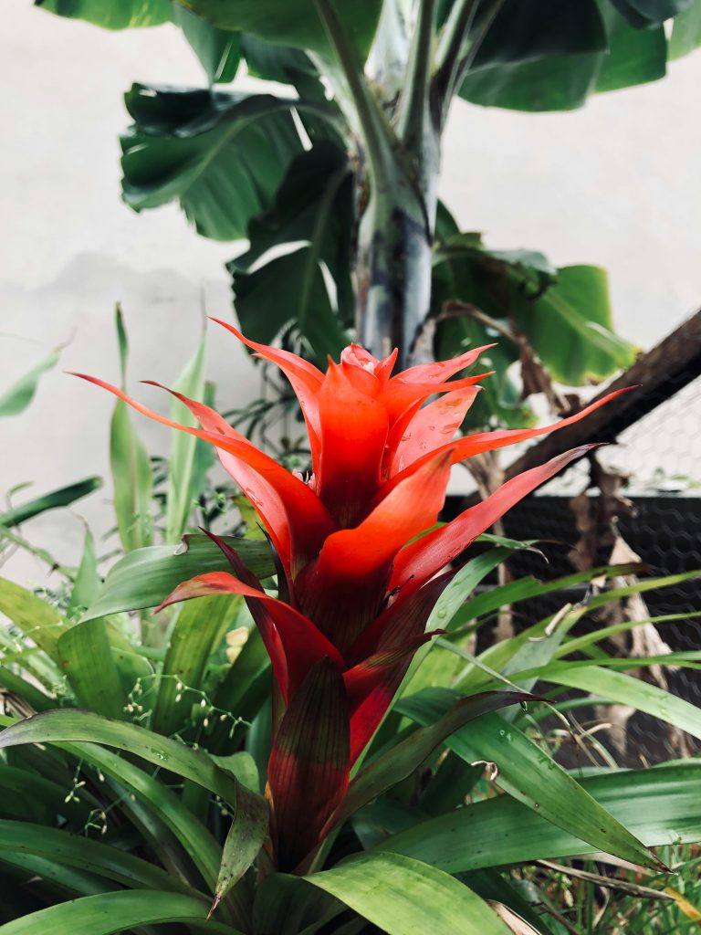 Bromeliad (Guzmania lingulata)