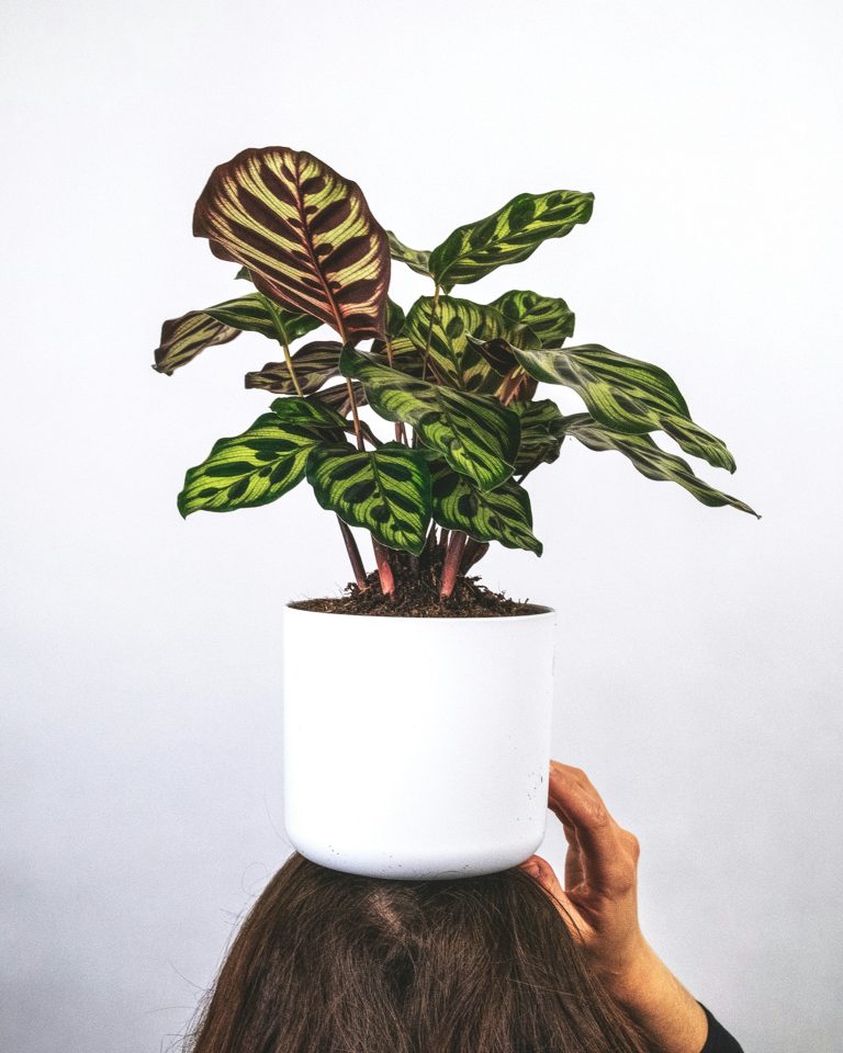 How To Choose Tropical houseplants for UK homes: an honest guide to the easiest, prettiest, and most challenging