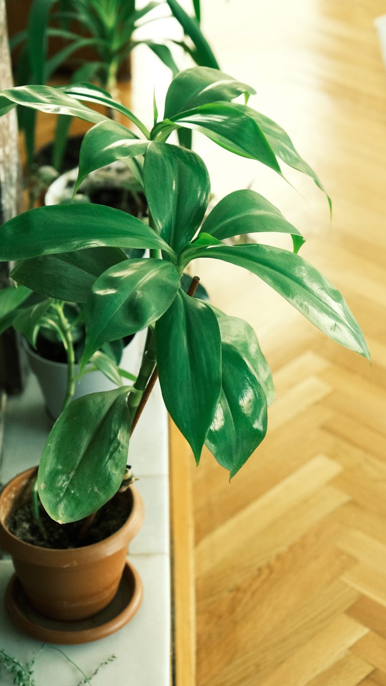 Cast Iron Plant (Aspidistra elatior)