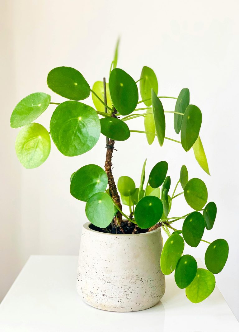 Chinese Money Plant (Pilea peperomioides)