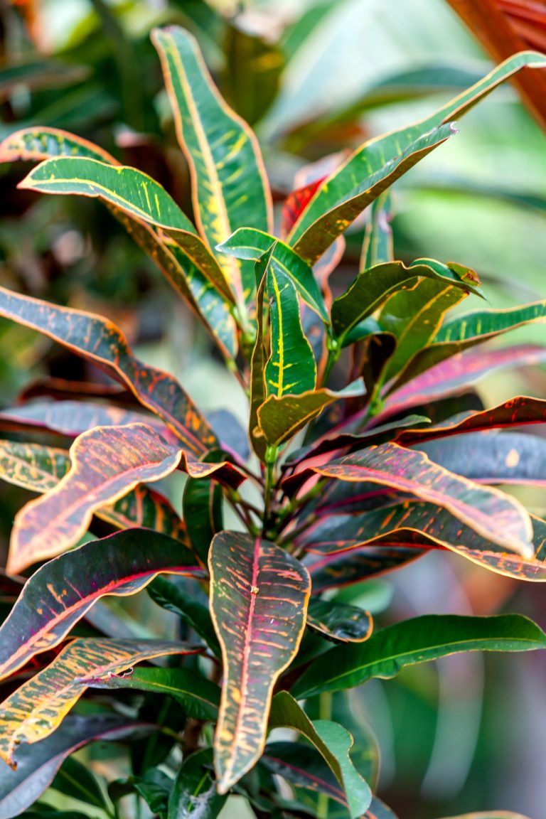 Croton (Codiaeum variegatum)