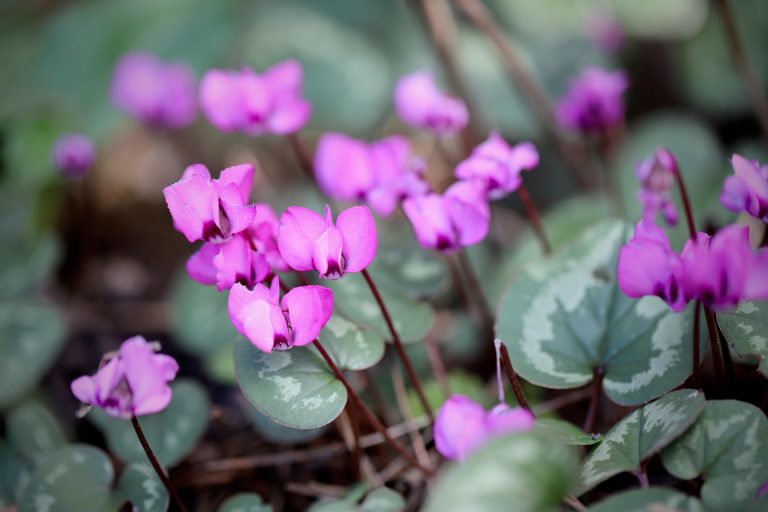 Cyclamen (Cyclamen persicum)