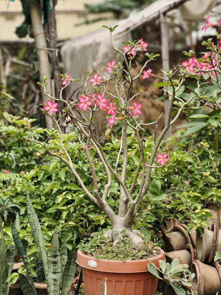 Desert Rose (Adenium obesum)