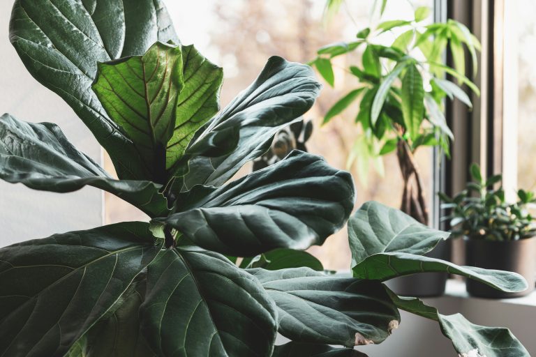 Fiddle Leaf Fig (Ficus lyrata)