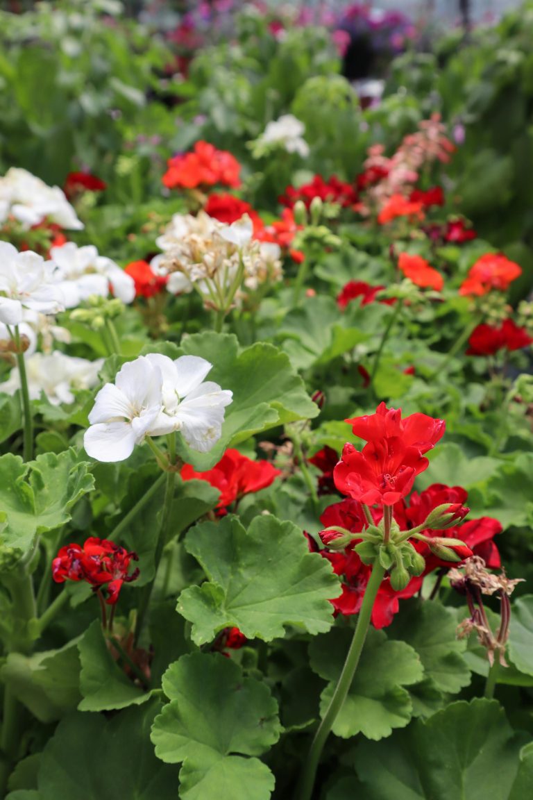 Geranium (Pelargonium spp.)