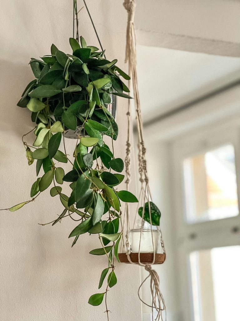 Hoya (Hoya carnosa)