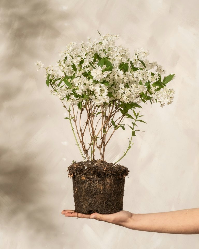 Indoor Jasmine (Jasminum polyanthum)