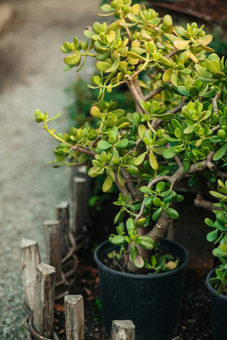 Jade Plant (Crassula ovata)