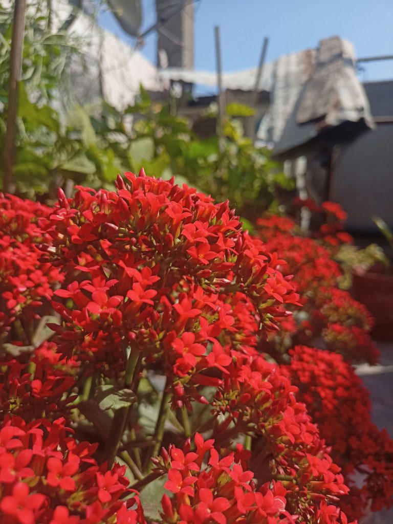 Kalanchoe (Kalanchoe blossfeldiana)