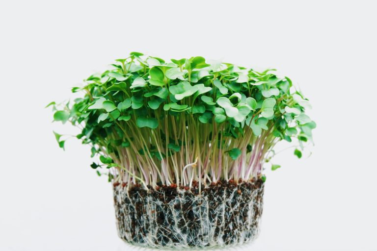 Which Microgreen Seeds Should You Actually Grow?