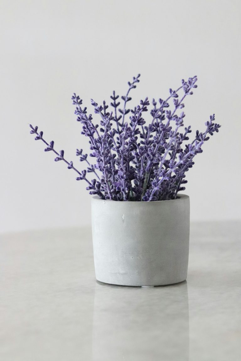 Lavender (Lavandula angustifolia)
