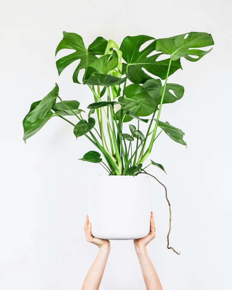 Monstera Deliciosa (Monstera deliciosa)