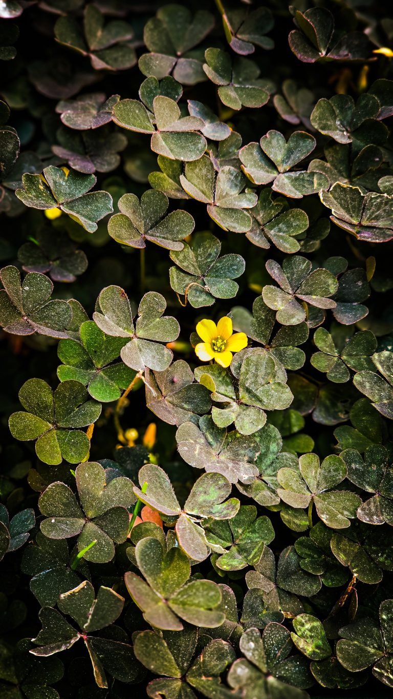 Oxalis (Oxalis triangularis)
