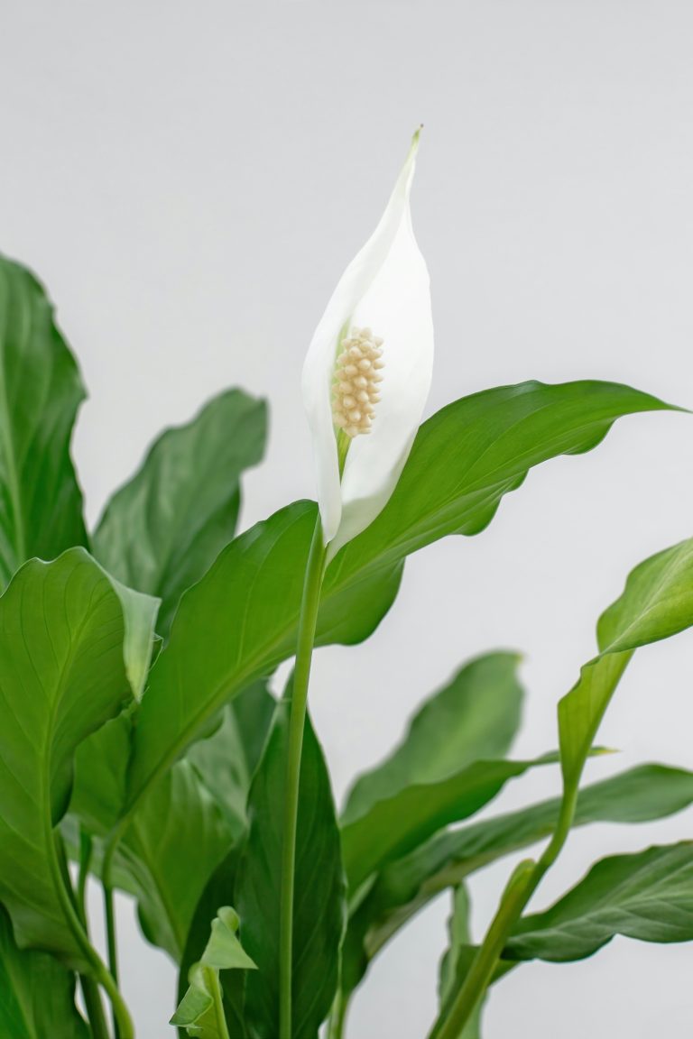 Peace Lily (Spathiphyllum wallisii)