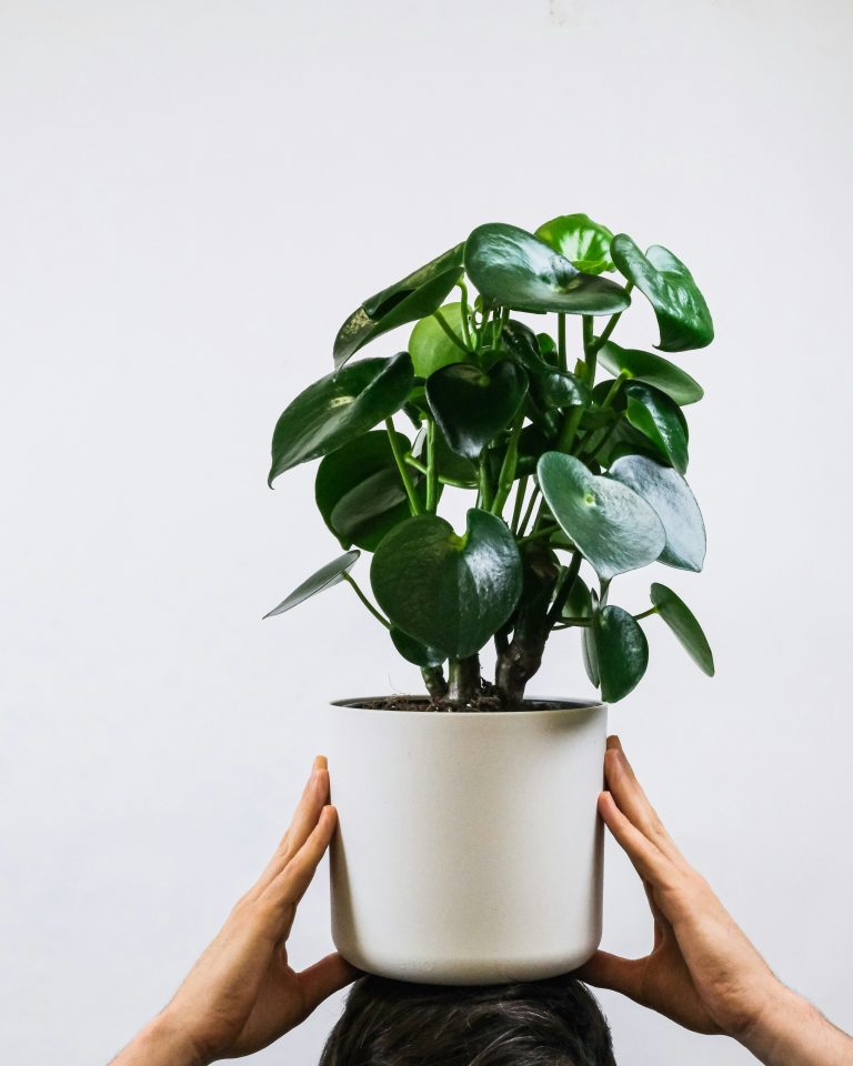 Peperomia (Peperomia spp.)