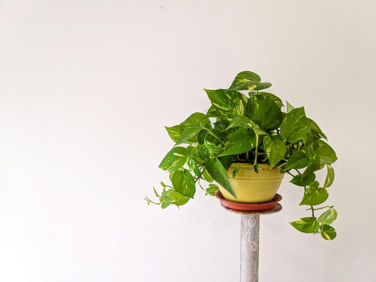 Pothos (Epipremnum aureum)