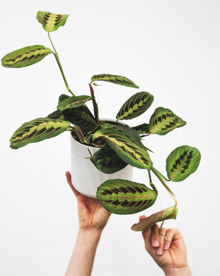 Prayer Plant (Maranta leuconeura)