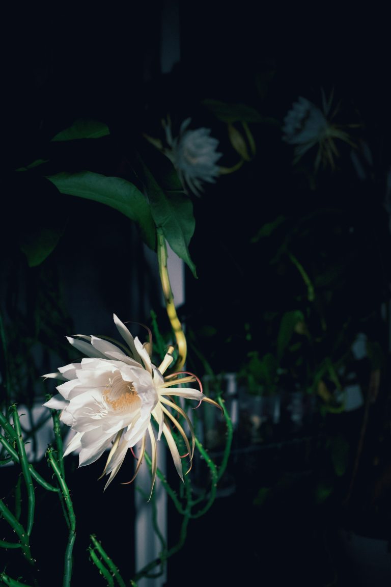 Queen of the Night (Epiphyllum oxypetalum)