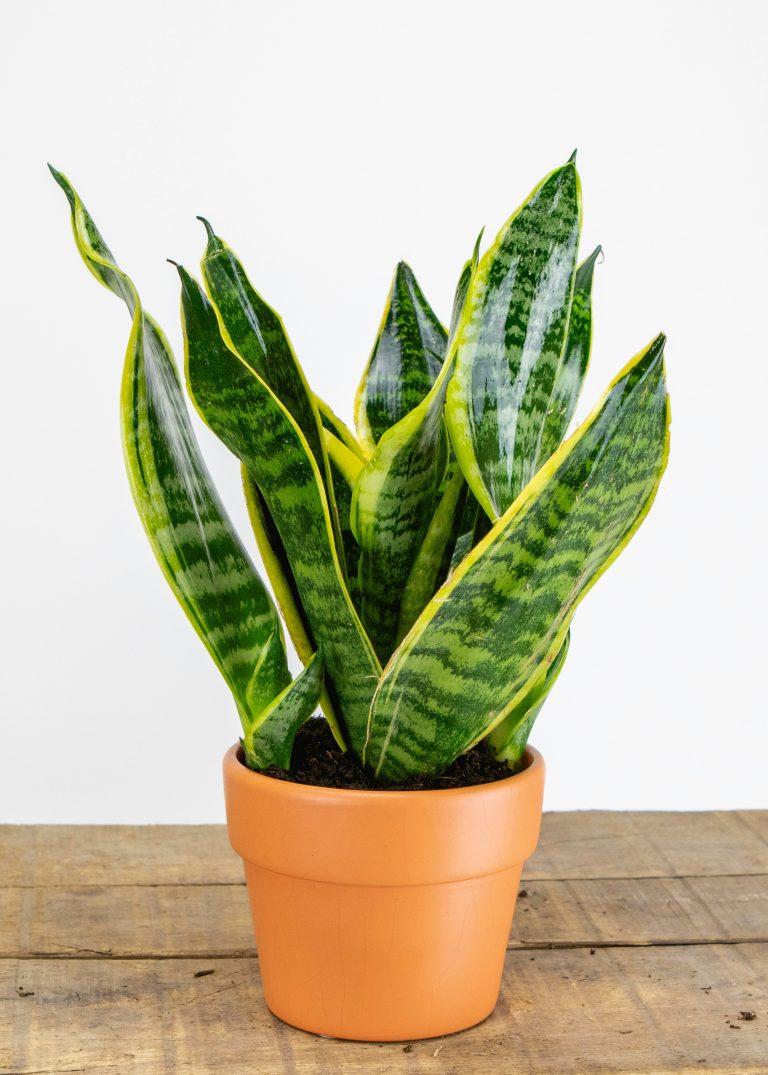Snake Plant (Sansevieria trifasciata)