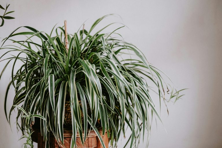 Spider Plant (Chlorophytum comosum)