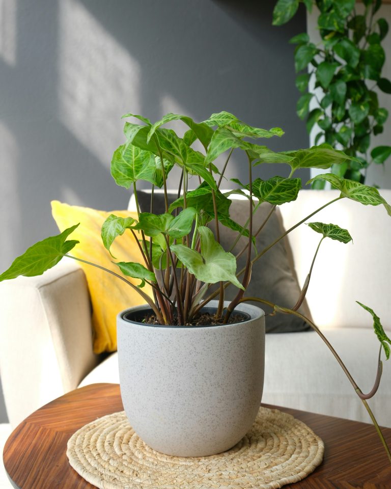 Syngonium (Syngonium podophyllum)