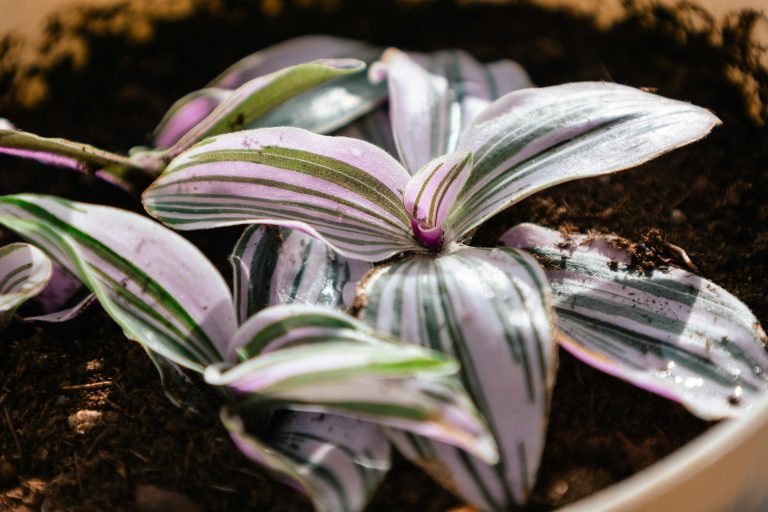 Tradescantia (Tradescantia zebrina)