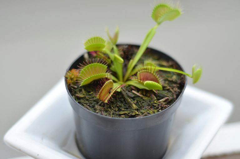 Venus Flytrap (Dionaea muscipula)