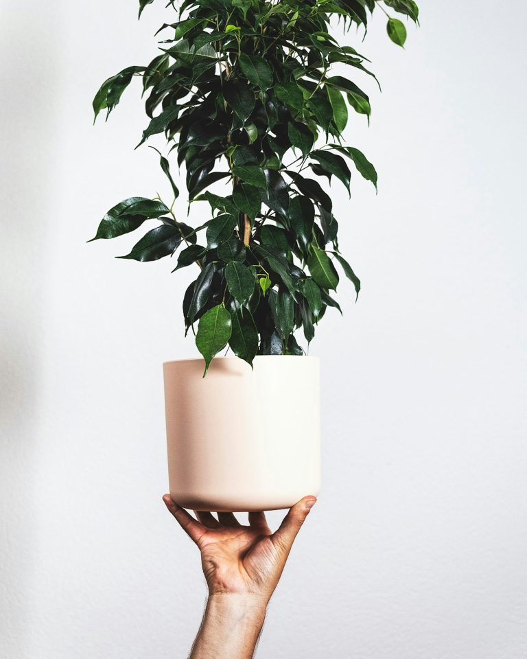 Weeping Fig (Ficus benjamina)