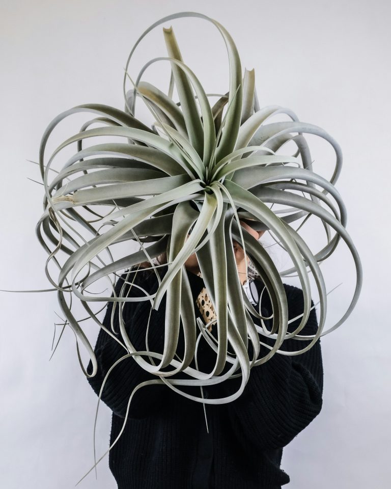 Xerographica Air Plant (Tillandsia xerographica)
