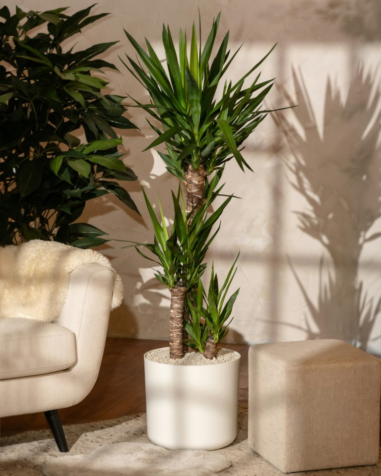 Yucca (Yucca elephantipes)