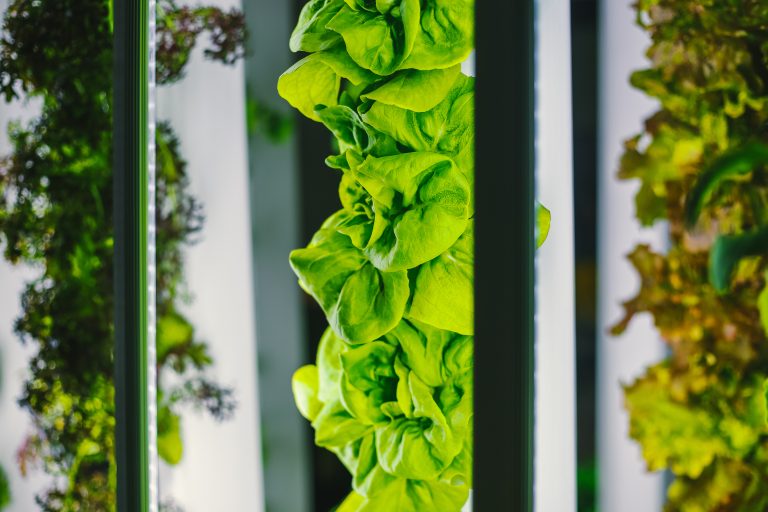 What is Vertical Farming? A Beginner’s Guide